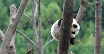 Sichuan : le monde des pandas après le séisme