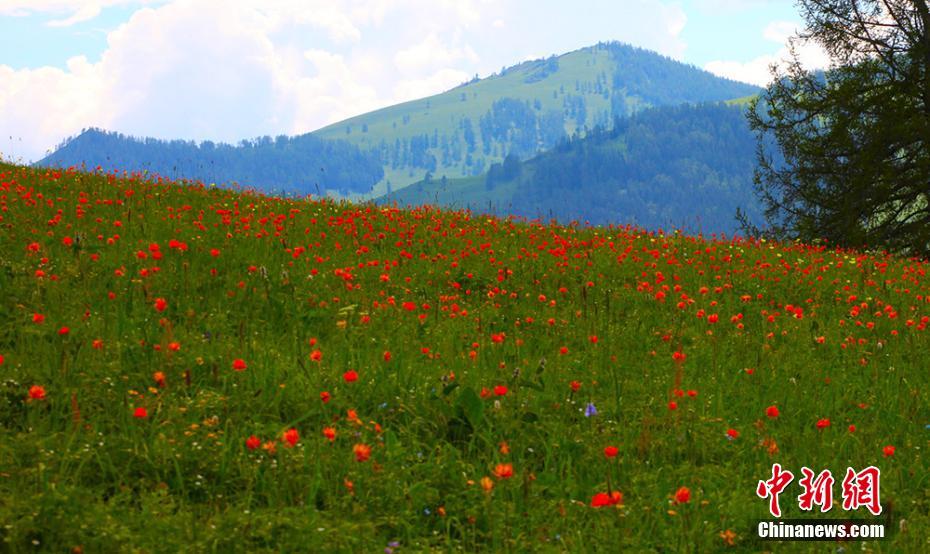 Xinjiang : la beauté estivale et le tourisme en plein essor