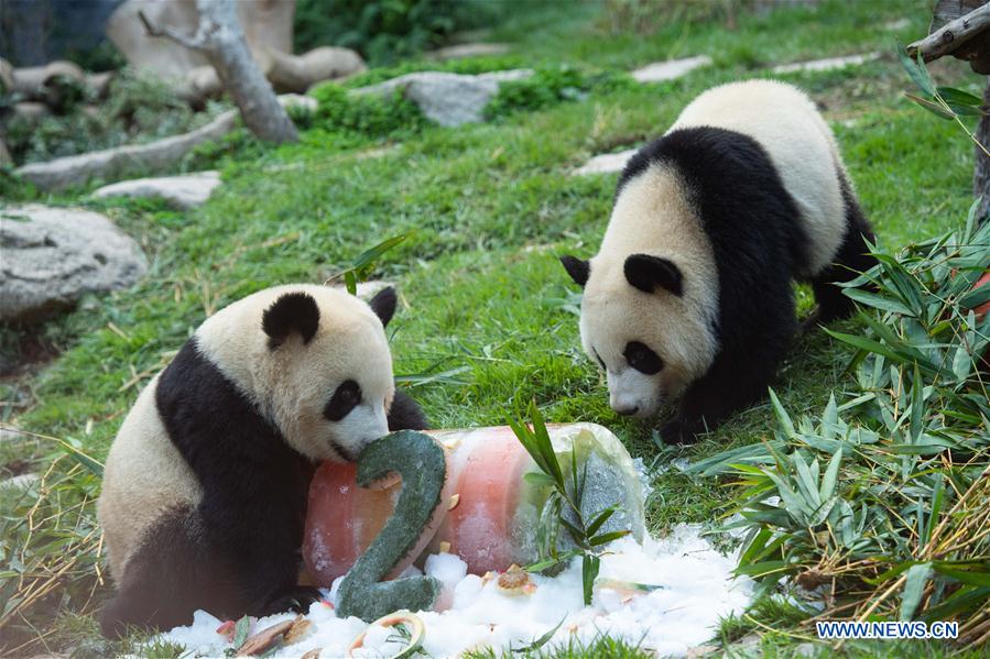 Chine: anniversaire des pandas géants jumeaux à Macao