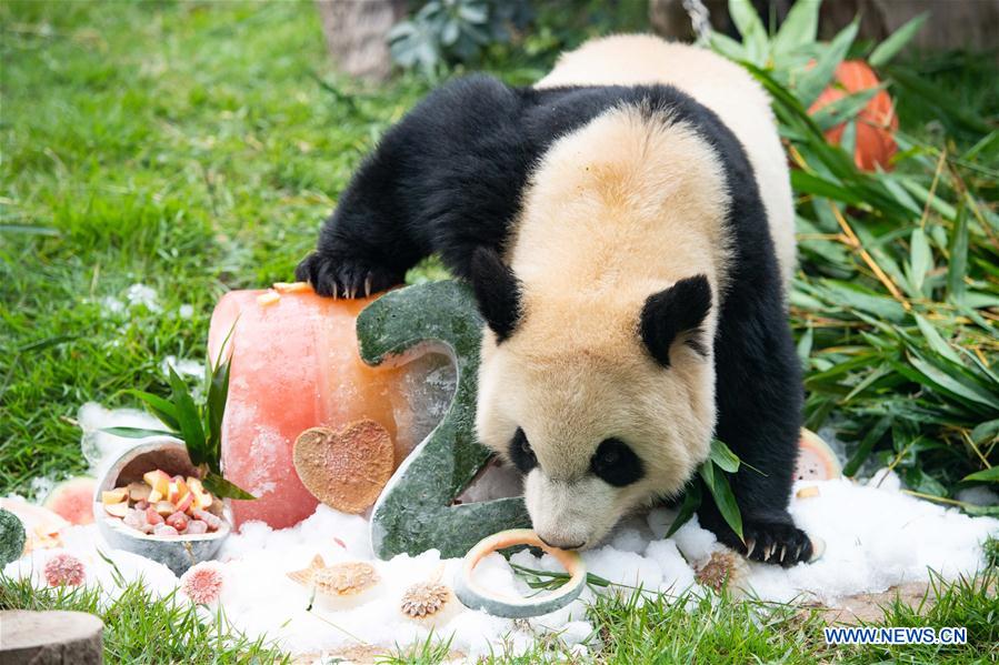 Chine: anniversaire des pandas géants jumeaux à Macao