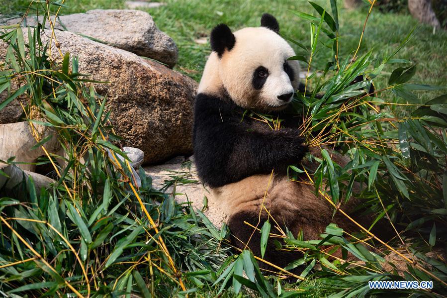 Chine: anniversaire des pandas géants jumeaux à Macao