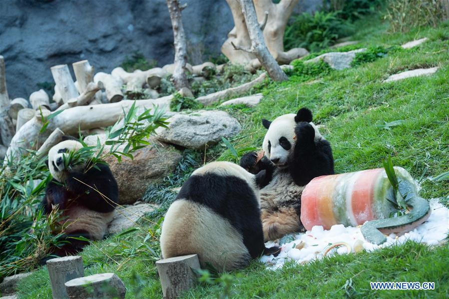 Chine: anniversaire des pandas géants jumeaux à Macao