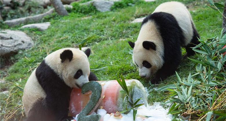 Chine: anniversaire des pandas géants jumeaux à Macao