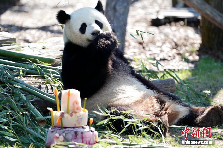 Berlin célèbre le 8e anniversaire du panda géant Jiao Qing