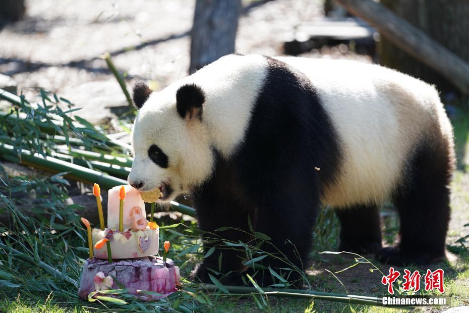 Berlin célèbre le 8e anniversaire du panda géant Jiao Qing