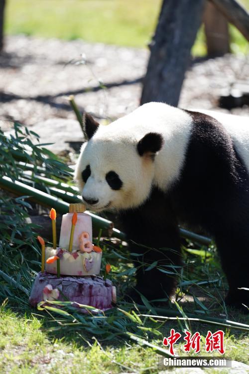 Berlin célèbre le 8e anniversaire du panda géant Jiao Qing