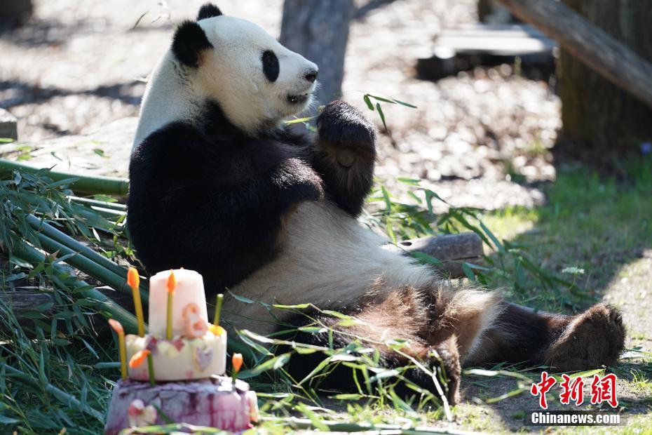 Berlin célèbre le 8e anniversaire du panda géant Jiao Qing