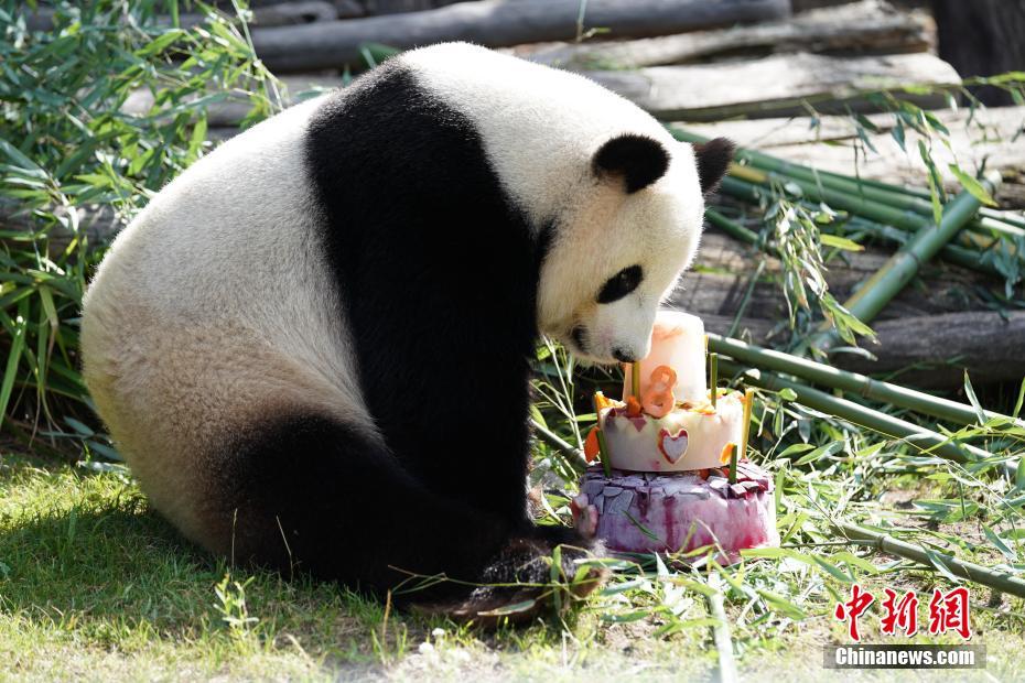 Berlin célèbre le 8e anniversaire du panda géant Jiao Qing