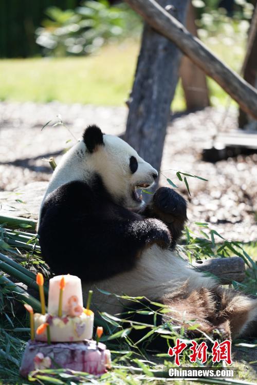 Berlin célèbre le 8e anniversaire du panda géant Jiao Qing