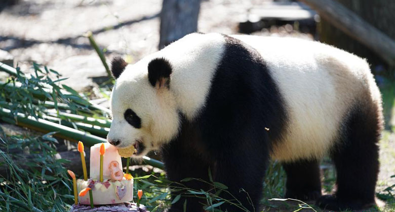 Berlin célèbre le 8e anniversaire du panda géant Jiao Qing