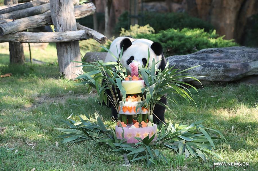 Yuan Meng, le premier bébé panda "français" fête son premier anniversaire