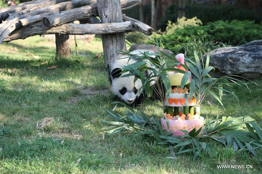 Yuan Meng, le premier bébé panda "français" fête son premier anniversaire