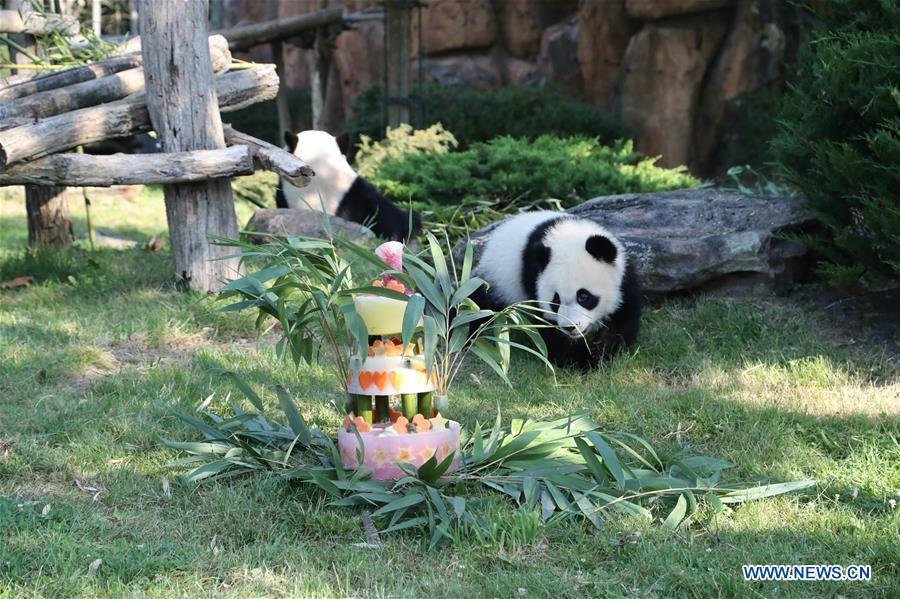 Yuan Meng, le premier bébé panda "français" fête son premier anniversaire