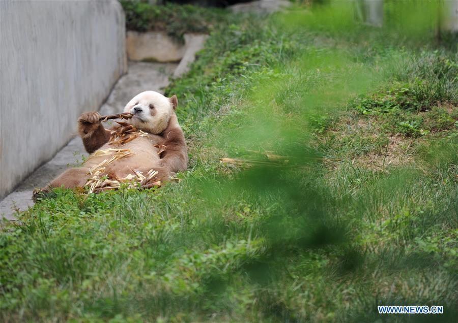 Un rare panda géant brun et blanc vu à Xi'an