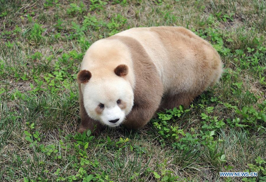 Un rare panda géant brun et blanc vu à Xi'an