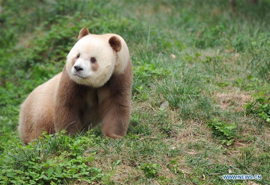 Un rare panda géant brun et blanc vu à Xi'an