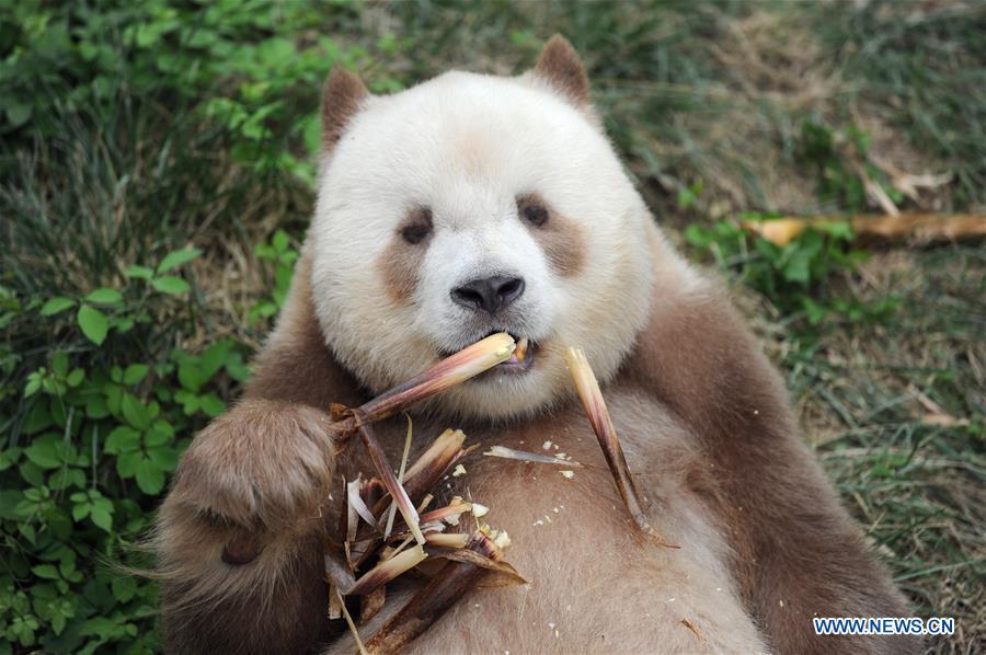 Un rare panda géant brun et blanc vu à Xi'an