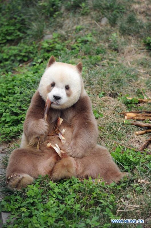 Un rare panda géant brun et blanc vu à Xi'an