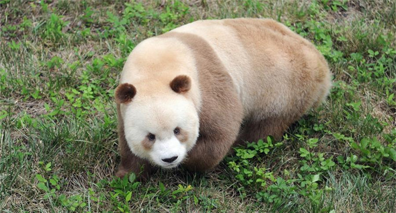 Un rare panda géant brun et blanc vu à Xi'an