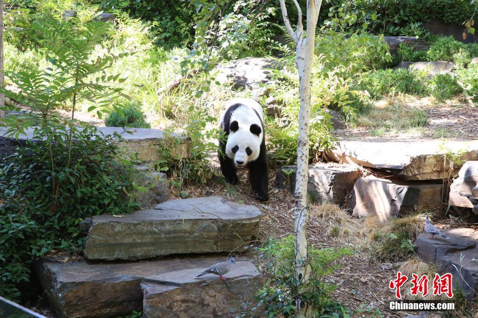 Les deux premiers pandas vivant dans l'hémisphère Sud