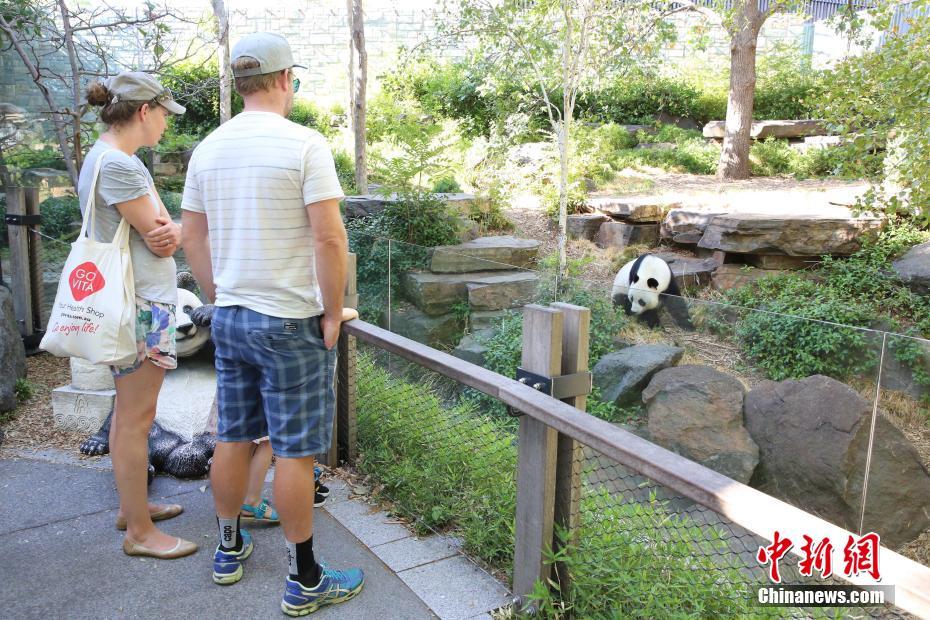 Les deux premiers pandas vivant dans l'hémisphère Sud