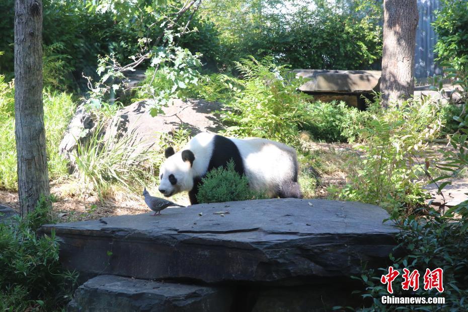 Les deux premiers pandas vivant dans l'hémisphère Sud