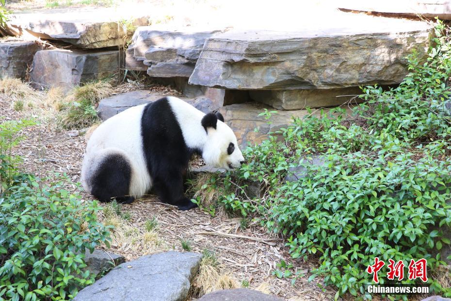 Les deux premiers pandas vivant dans l'hémisphère Sud