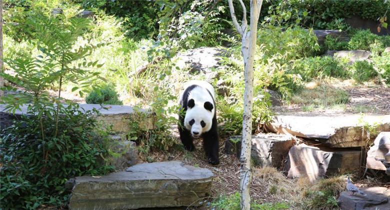 Les deux premiers pandas vivant dans l'hémisphère Sud