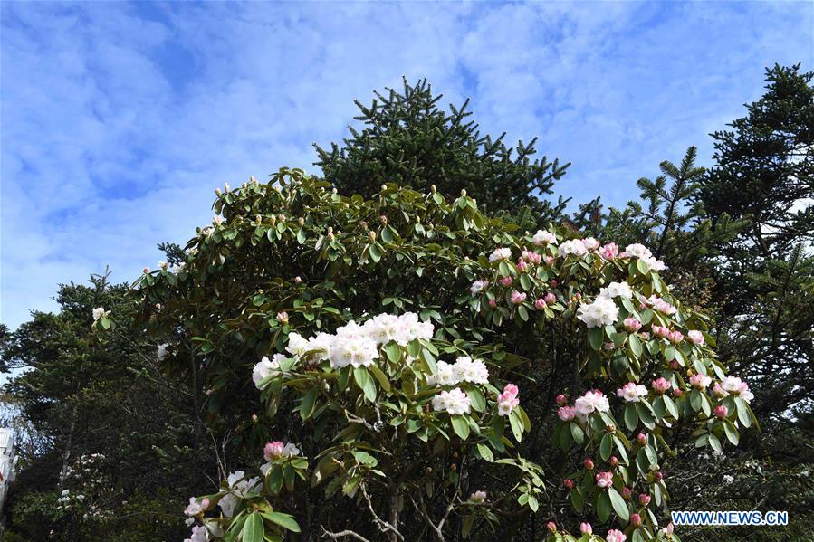 Chine : paysages magnifiques des monts Taishan et Emei