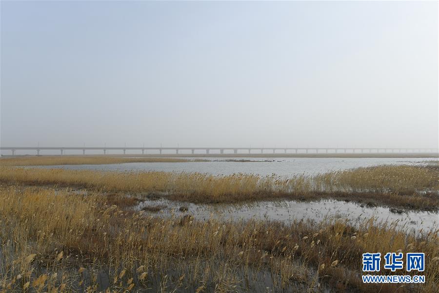 Xinjiang : construction de ponts sur la ligne de chemin de fer Golmud-Korla pour protéger l'environnement