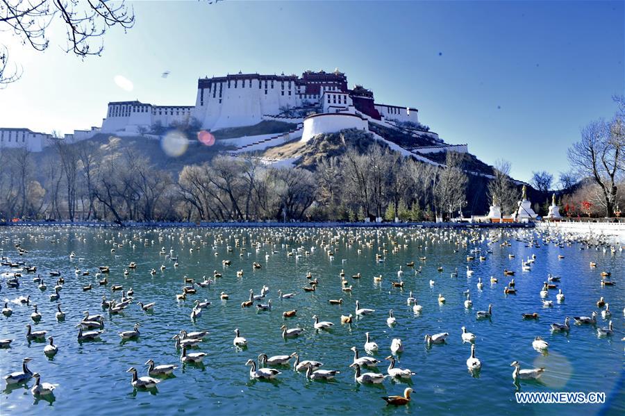 Oiseaux migrateurs au Tibet