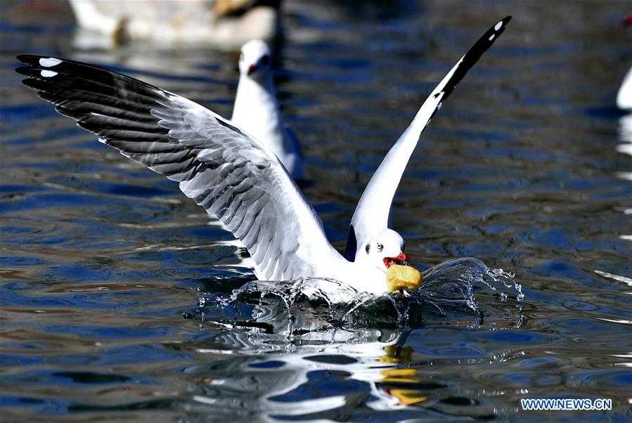 Oiseaux migrateurs au Tibet