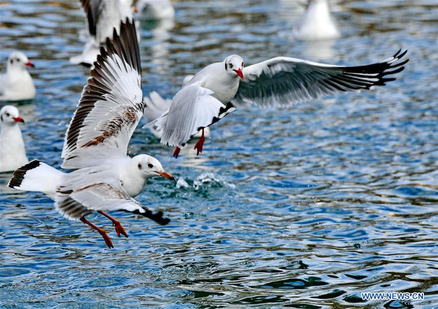 Oiseaux migrateurs au Tibet