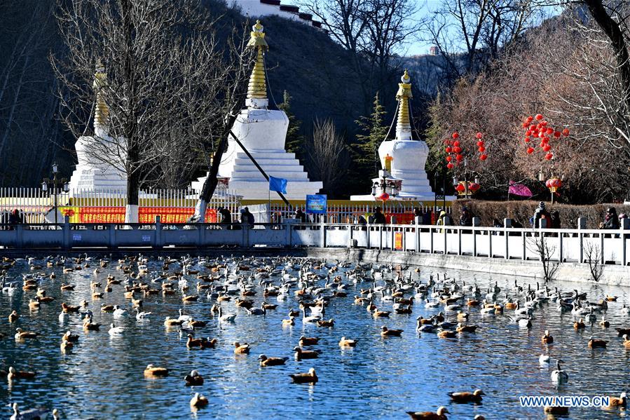 Oiseaux migrateurs au Tibet