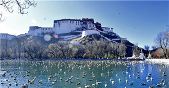 Oiseaux migrateurs au Tibet