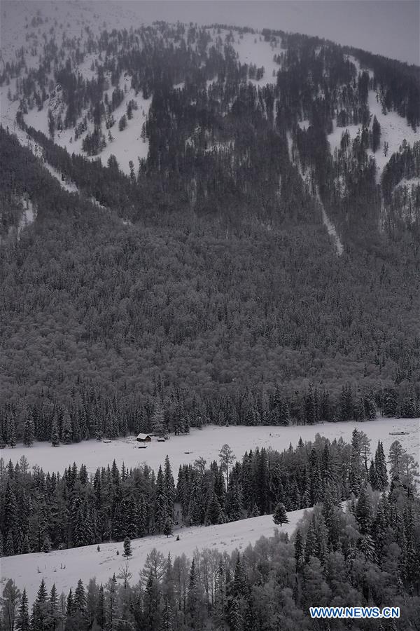 Chine : paysage hivernal de Kanas dans le Xinjiang