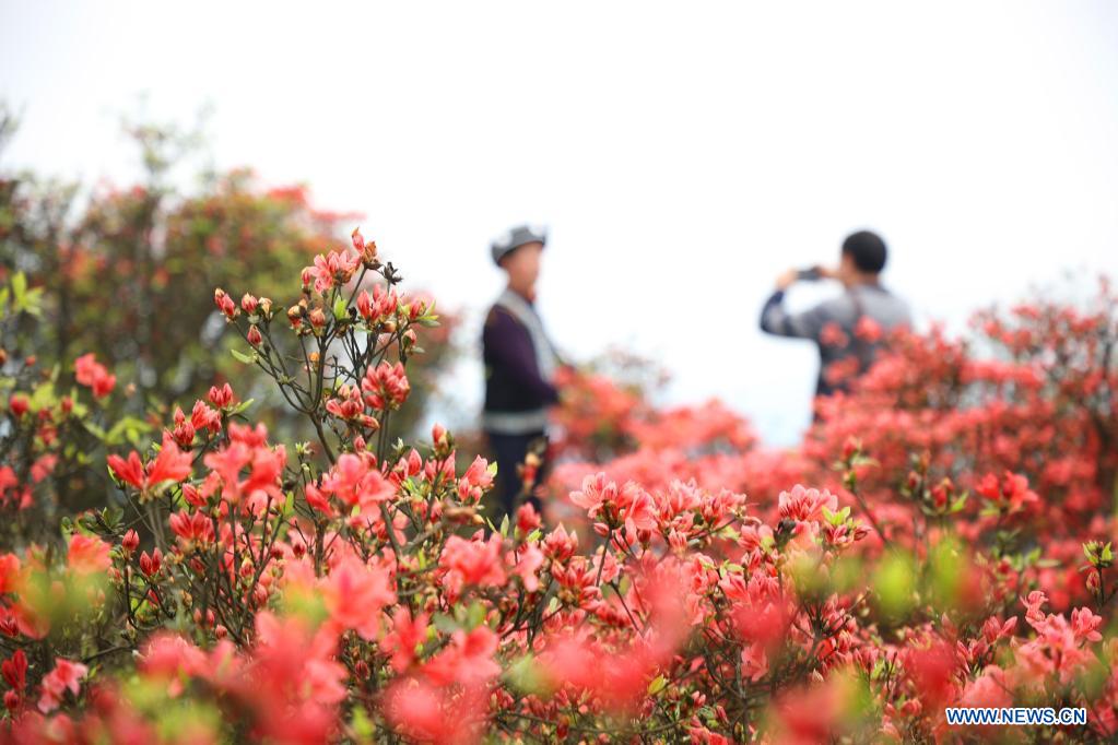 Des touristes admirent des fleurs d'azalées
