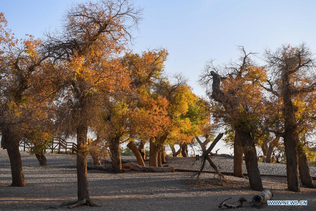 Chine: paysage automnal en Mongolie intérieure