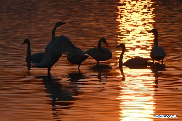 Chine : cygnes dans une zone humide de Sanmenxia