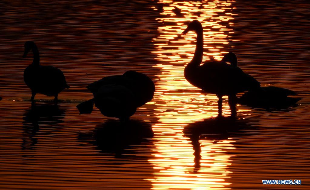 Chine : cygnes dans une zone humide de Sanmenxia