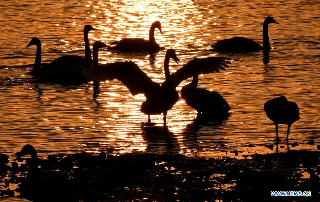 Chine : cygnes dans une zone humide de Sanmenxia