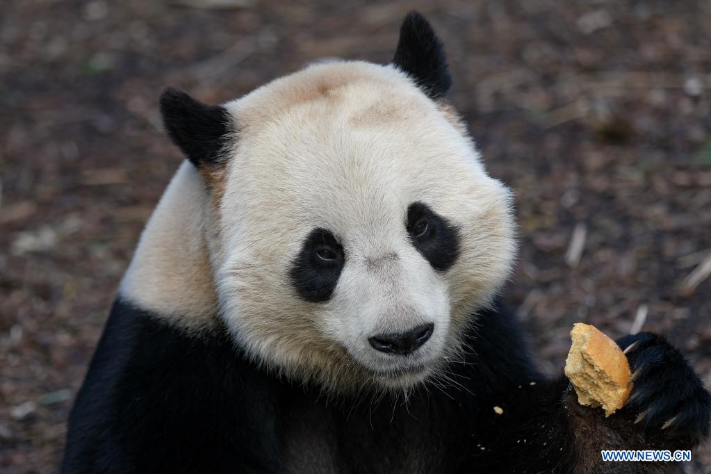 Belgique: le panda géant Tian Bao au parc animalier Pairi Daiza