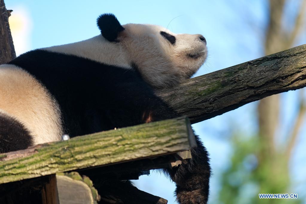 Belgique: le panda géant Tian Bao au parc animalier Pairi Daiza