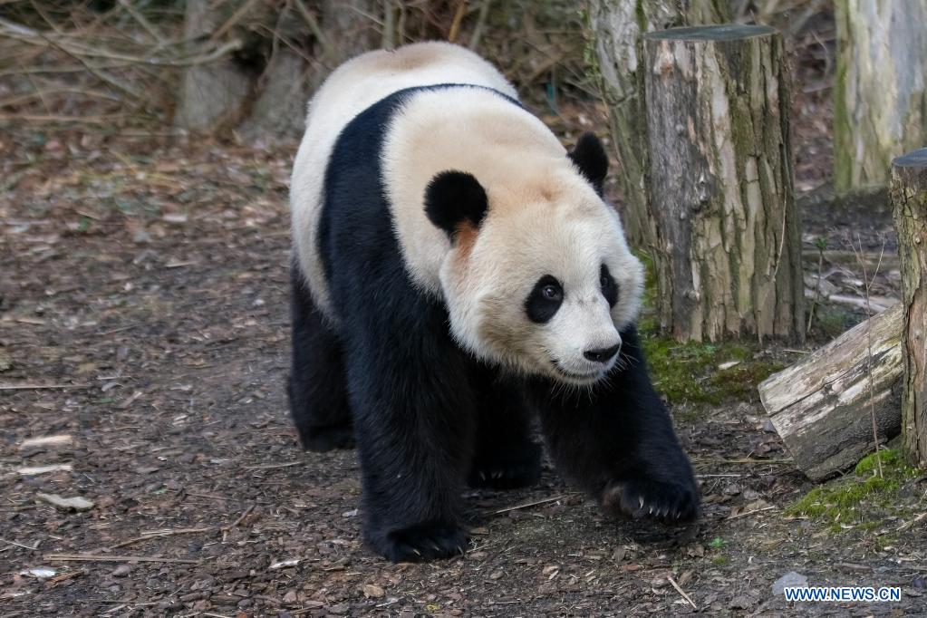 Belgique: le panda géant Tian Bao au parc animalier Pairi Daiza