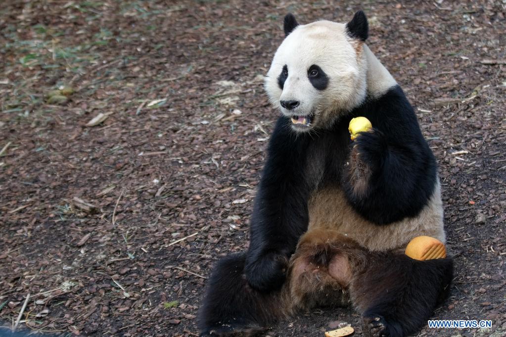 Belgique: le panda géant Tian Bao au parc animalier Pairi Daiza