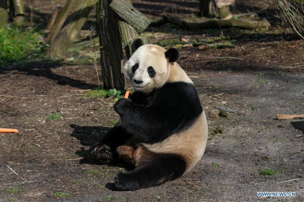 Belgique: le panda géant Tian Bao au parc animalier Pairi Daiza