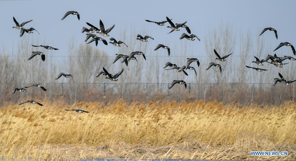 Chine : oiseaux migrateurs à Tianjin