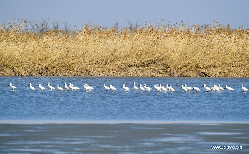 Chine : oiseaux migrateurs à Tianjin