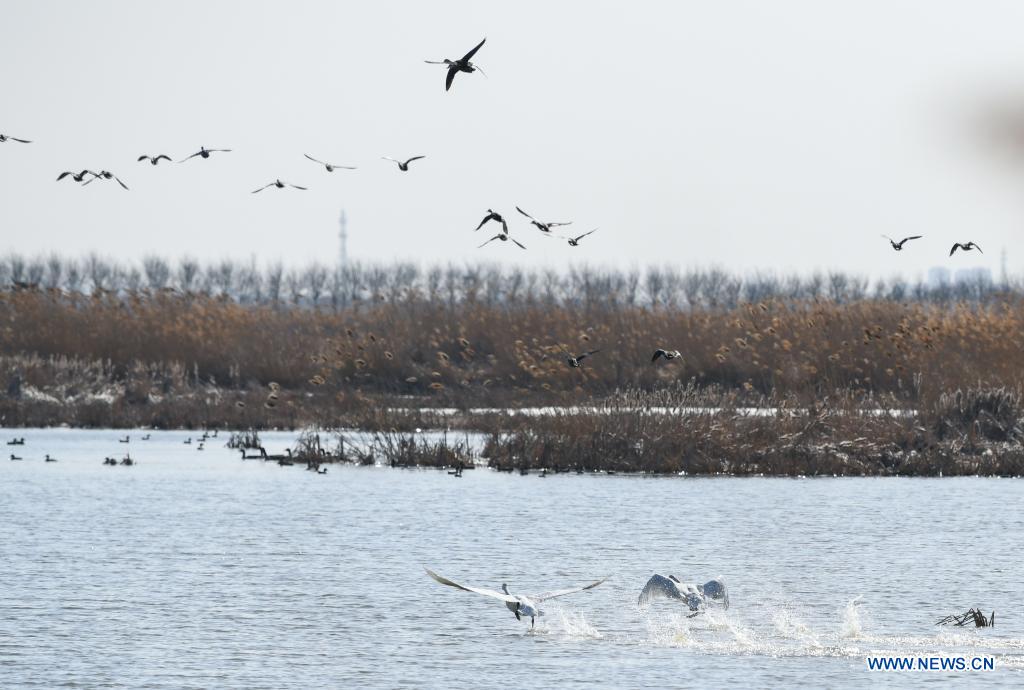 Chine : oiseaux migrateurs à Tianjin