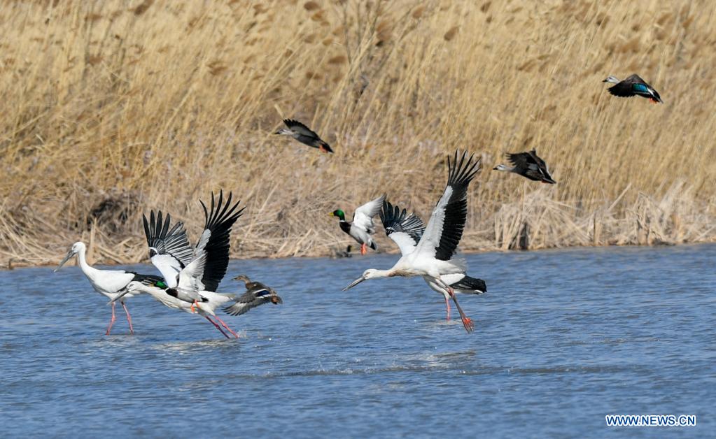 Chine : oiseaux migrateurs à Tianjin